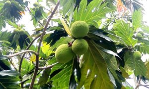 Rare Breadfruit