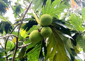 Rare Breadfruit Tree at BARD Cumilla Surprises Visitors with Jackfruit-Like Fruits
