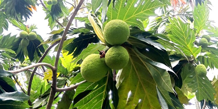 Rare Breadfruit Tree at BARD Cumilla Surprises Visitors with Jackfruit-Like Fruits