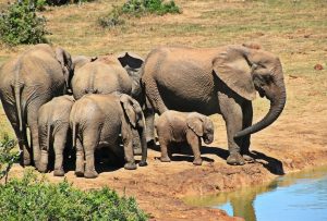Wild Elephant Population