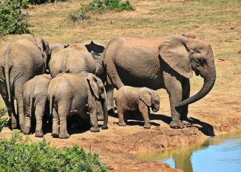 Wild Elephant Population
