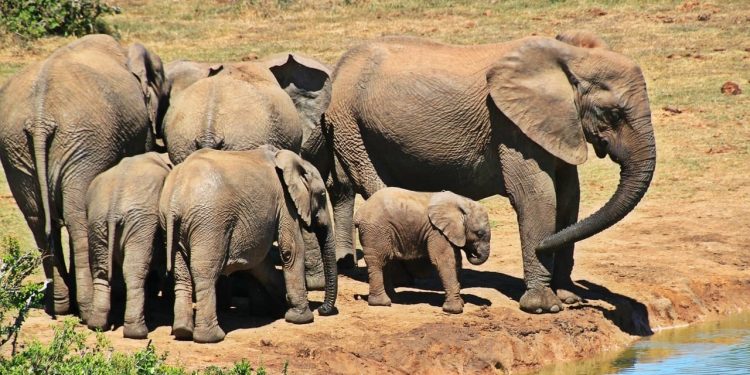 Wild Elephant Population