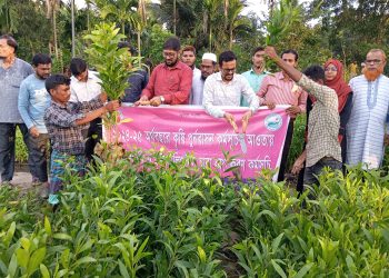 Destruction of Eucalyptus and Acacia in Lama Begins, Over 627,000 Saplings Targeted