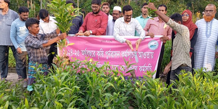 Destruction of Eucalyptus and Acacia in Lama Begins, Over 627,000 Saplings Targeted