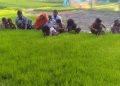 Farmers Rush to Cultivate New Rice Variety, Cumilla’s Aman Fields See Major Shift