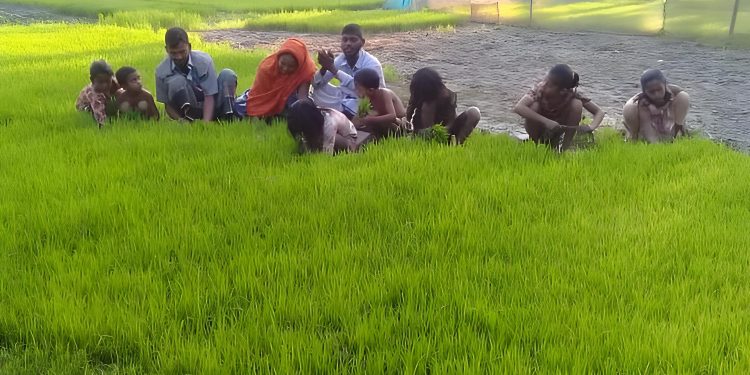 Farmers Rush to Cultivate New Rice Variety, Cumilla’s Aman Fields See Major Shift