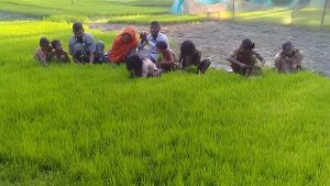 BRRI Dhan-103