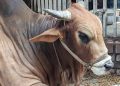 Housewife killed by cow attack