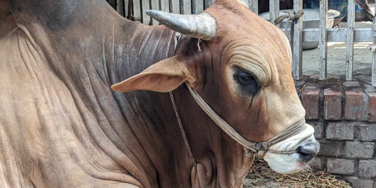 Housewife killed by cow attack